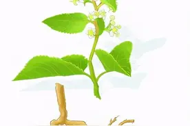 每日一中药——雷公藤图片