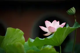 品荷花 待观莲节图片