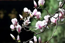 跟着杜诗游成都 | 从《蜀相》开始寻丞相祠堂图片