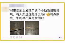 杭州此地惊现“怪蛇”！头形似斧头，还雌雄同体？图片