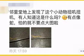 杭州此地惊现“怪蛇”！头形似斧头，还雌雄同体？图片