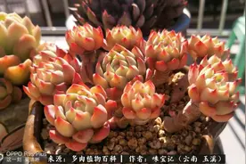 养多肉就要少浇水？春天，我的肉肉每天浇一次水图片