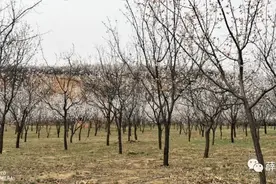又是一年芳草绿，依然十里杏花红图片