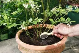 花肥不用买，这些东西做成“花肥”，养什么花都长得旺图片
