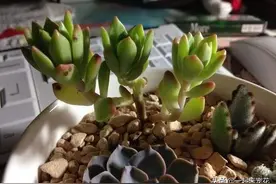 8月养多肉，赶紧摘叶子，摘完别浇水，很快冒出侧芽来图片