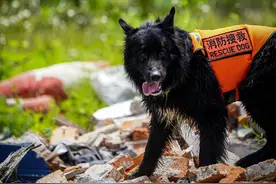 分别在秋日 | 武汉消防举办搜救犬退役暨领养交接仪式图片