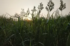 论农村人的“穷横”：过去的无奈之举，现在是少部分人的立身之术图片