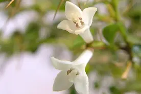 儿时草木｜在密林幽处，寻几株“绣花针”图片