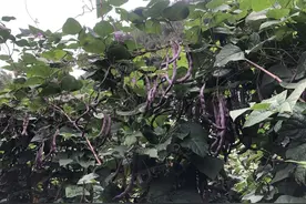 紫色的四季豆你吃过吗？个旧这个村子大家都爱它！图片