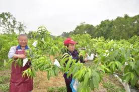 “桃花经济”在希望的田野上绽放图片