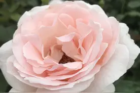 我也有个爱花爱植物的妈妈图片
