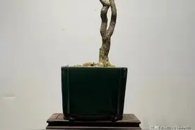 盆景有很多种展示的效果，但是最好的，还是要属有意境的盆景图片