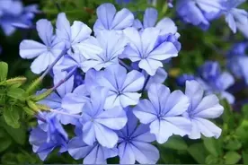 38℃高温下，仍不怕暴晒的5种耐热花，好养而且花开不断图片