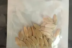 还记得来自中国的神秘种子吗？最近关于它的真相渐渐浮出水面了图片