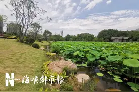 新网红打卡地！福州“荷塘月色”3.0版，美翻了图片