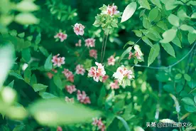 春天的电影推荐 | 三月下起了大雨, 四月里遍地蔷薇图片
