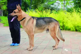 史上最全面介绍-昆明犬图片