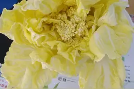白菜开花你看到过吗，你知道它的寓意吗？图片