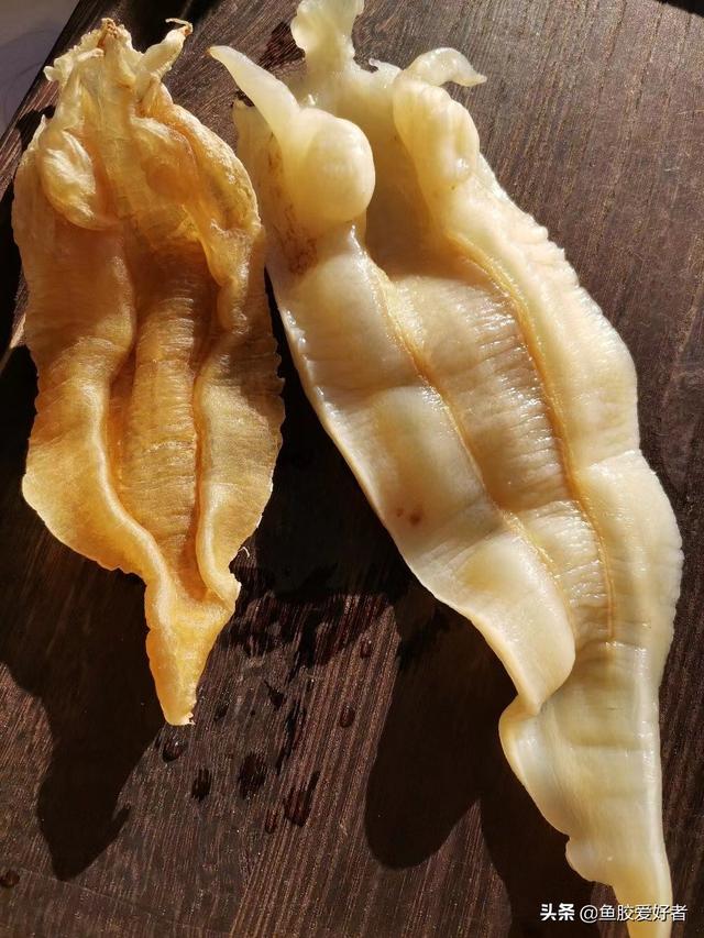 鱼胶的价钱 2026年鱼胶多少钱