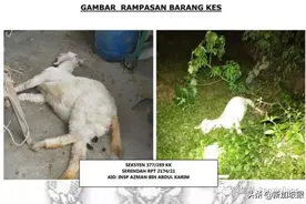 奇葩！60岁老翁性侵母羊至死，被警方逮捕图片