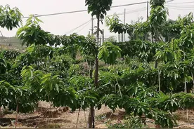 柯迪亚樱桃苗与拉枝在樱桃苗在种植管理过程中的应用图片