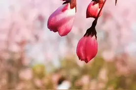 脸晕轻红酒力微，真妃半醉夜深时。粉海棠争艳怒放！（荀守奎摄）图片