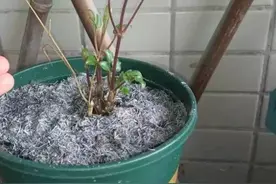 草木灰能“补钾壮根”，但是使用方法有技巧，用错就会黄叶僵苗图片