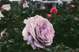 愿你静静绽放不被打扰图片