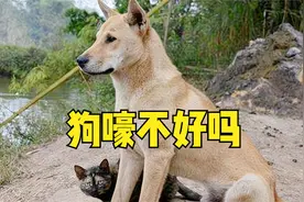 “鬼哭不害怕，狗嚎吓死人”，为何害怕狗嚎？看看3种解释就知道图片