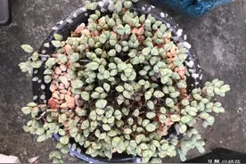 已经木质化的碧玉莲，也就花了一年时间，现在开始变色了图片