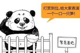 大熊猫被降级了，我可以领养了吗？图片