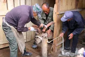长春双阳区鹿乡镇：全力打造“梅花鹿特色小镇”图片