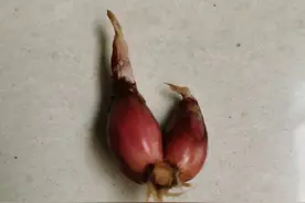 我在深圳阳台花盆种葱崩溃经历图片