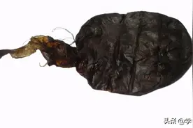 并非不可替代的古老中药——熊胆图片
