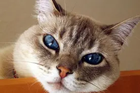 猫会用这4种方法，对主人表达爱意，可惜很多主人看不懂图片