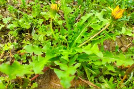 清明节，遇到此“野草”别忘带回家，和鸡蛋一炒，清香回甘味道好图片