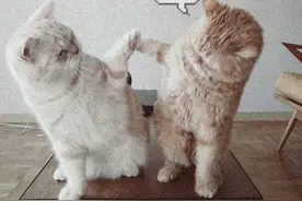 我们都是好朋友，猫咪友谊图片