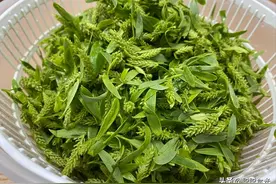 春天“柳芽”是个宝，随手摘一筐，很多人不知有什么用图片