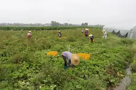 思旺镇金匏村优质蔬菜基地节瓜大丰收图片