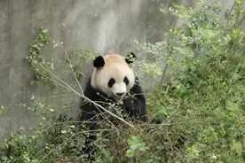 大熊猫因“挑食”提前回国，这不是第一次图片