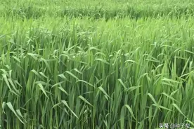 被称“甜干草”的燕麦，怎么种植产量高？一年割几次？如何利用？图片
