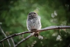 比小猫头鹰更可爱的……是中国最小的猫头鹰图片