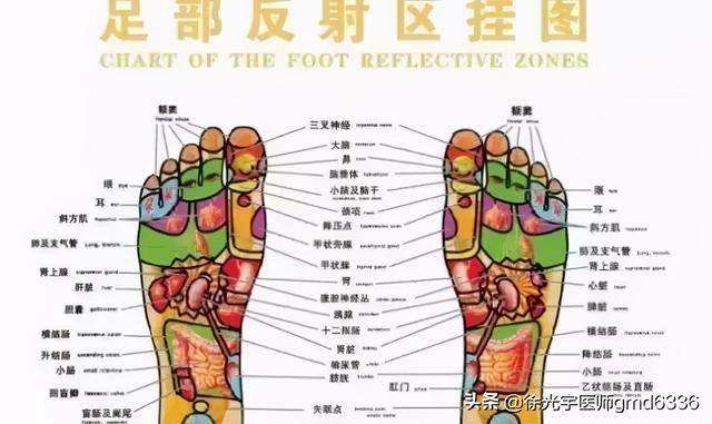 甲状腺瘤可以吃阿胶吗 2026年甲状腺瘤可以吃阿胶吗百度百科