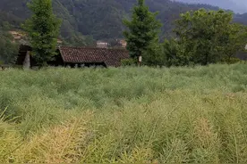 原创散文：太阳出来了，光芒四射，响潭园的山水跟昨天一模一样图片