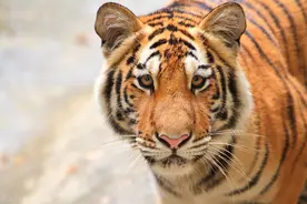 郭炮头猎杀了99只老虎，最终死在猎杀第100只老虎的枪口之下图片