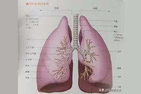 感染性肺炎图片