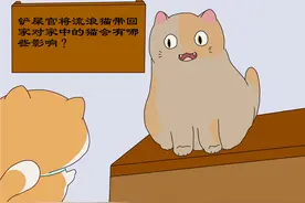 铲屎官将流浪猫带回家，对家里猫影响较大，避免家猫处于弱势图片