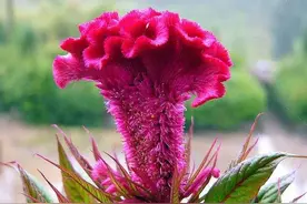 小时候农村常见的鸡冠花又叫鸡公苋，现在小孩子还认识这种植物吗图片