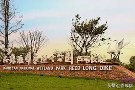 成都新津“芦苇长堤”上线！51一起到岷江岸，感受诗和远方图片