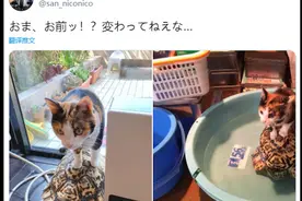 猫咪从小喜欢踩在乌龟的背上，长大了还继续站，龟：看谁能熬过谁图片